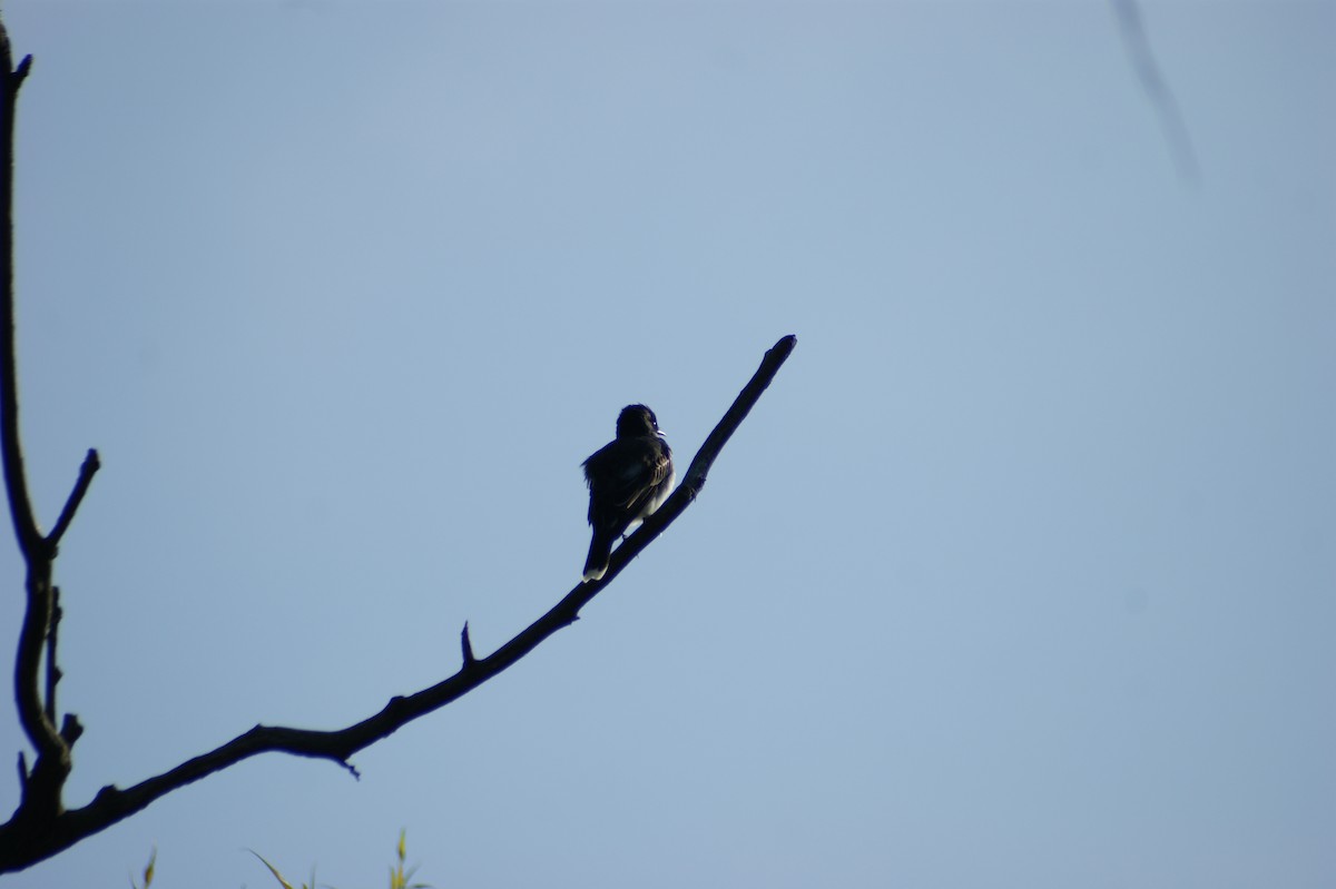 Eastern Kingbird - Tyler Reese