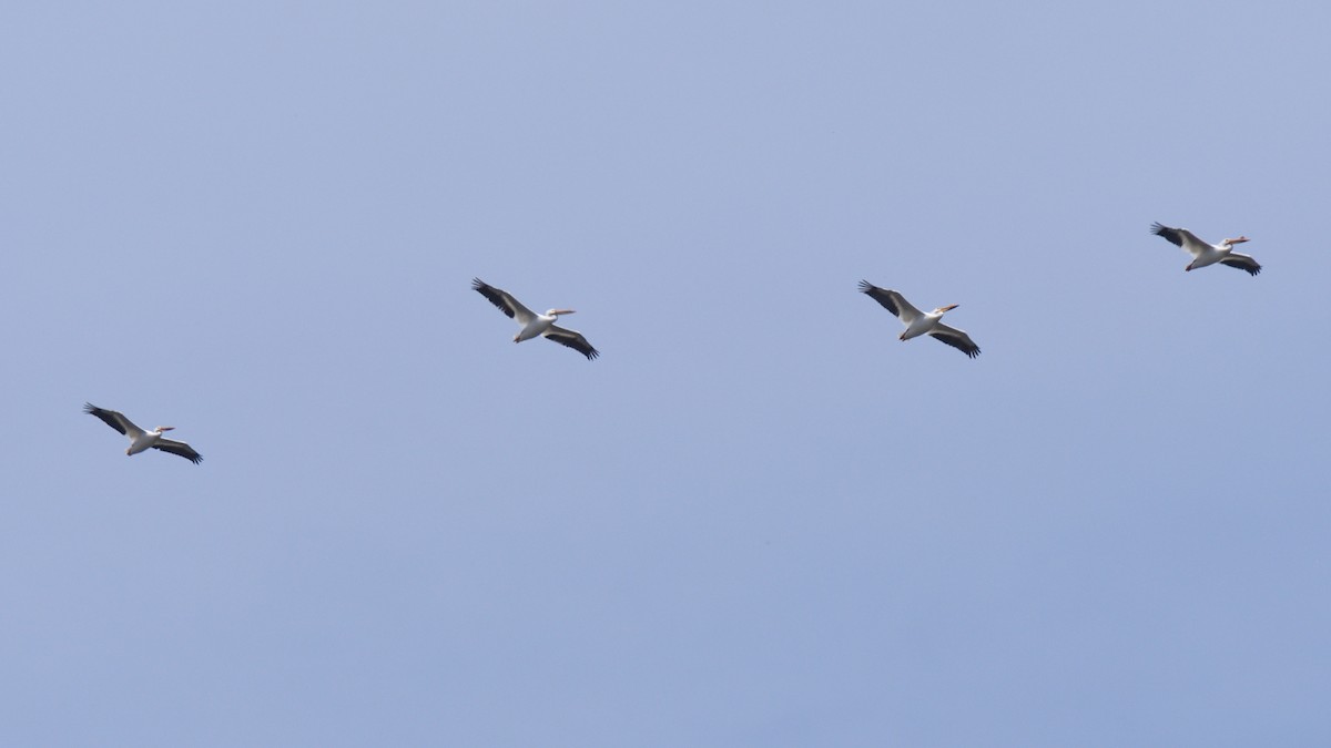 American White Pelican - ML619406648