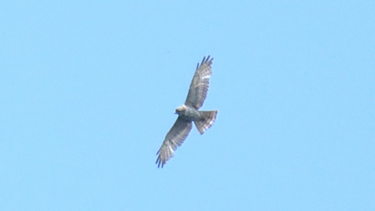 Broad-winged Hawk - Dominic Sherony