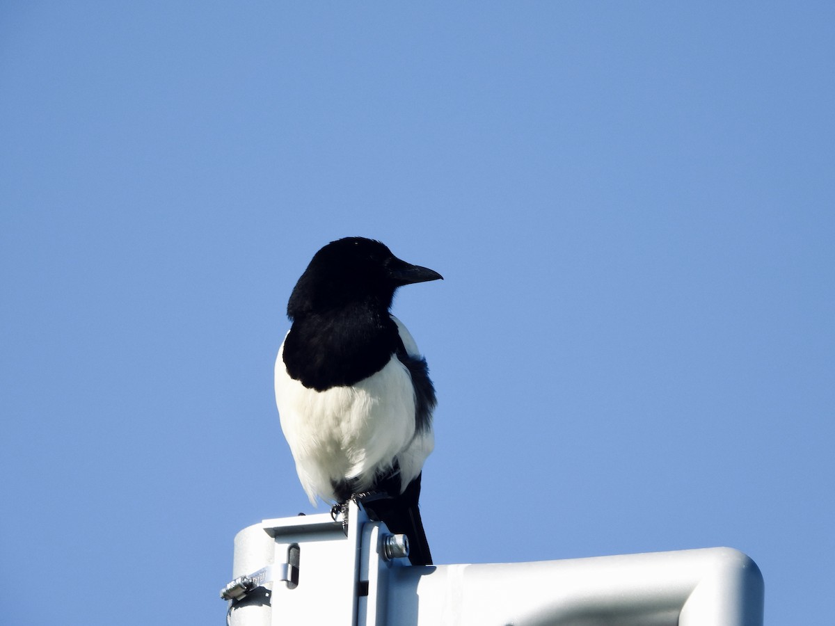 Eurasian Magpie - ML619406669