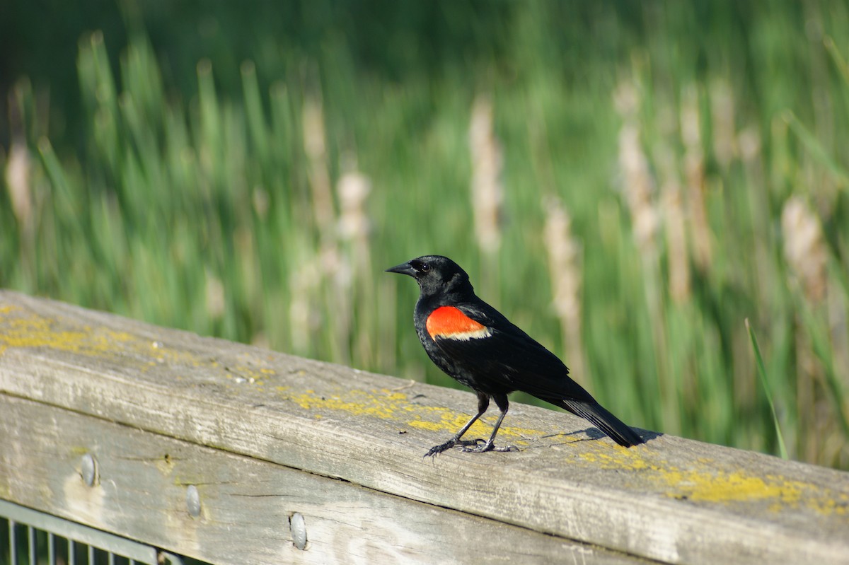 Red-winged Blackbird - Tyler Reese