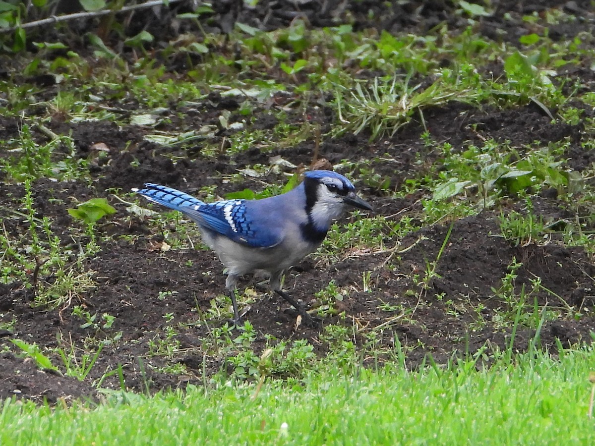 Blue Jay - valerie pelchat