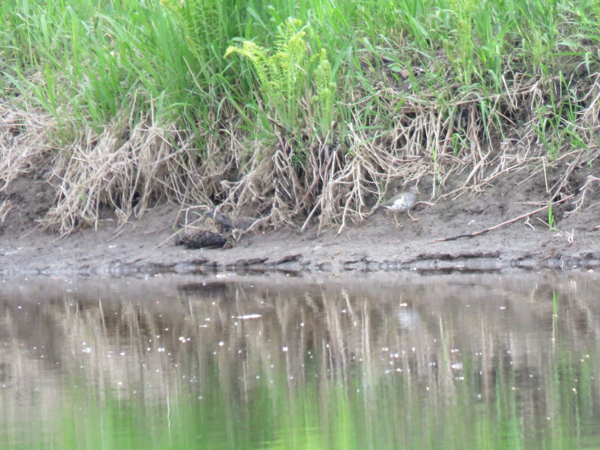 Spotted Sandpiper - Denise Moreault