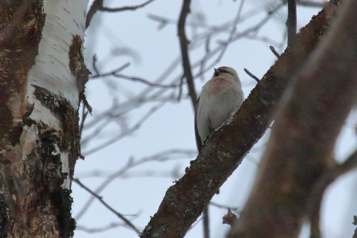 Hoary Redpoll - Juan Carlos Albero