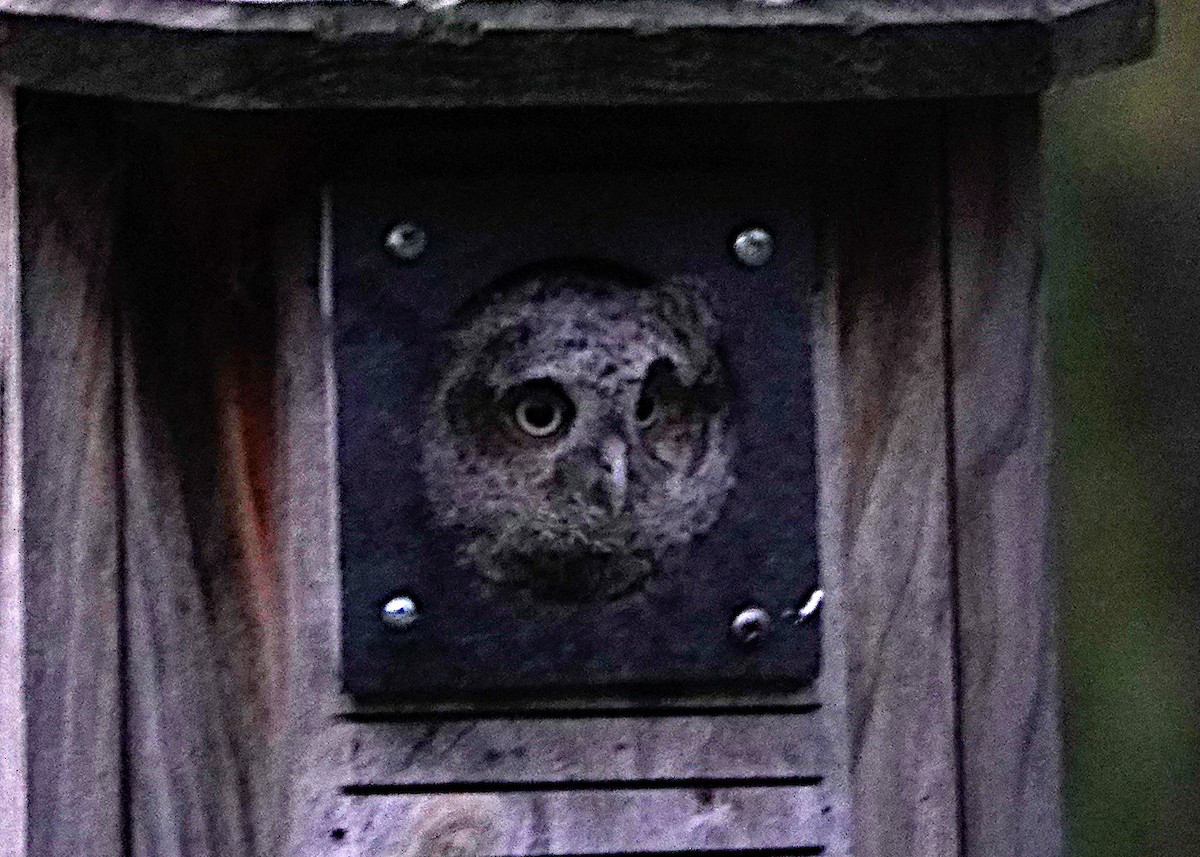 Eastern Screech-Owl - Peter Fang/ Gloria Smith