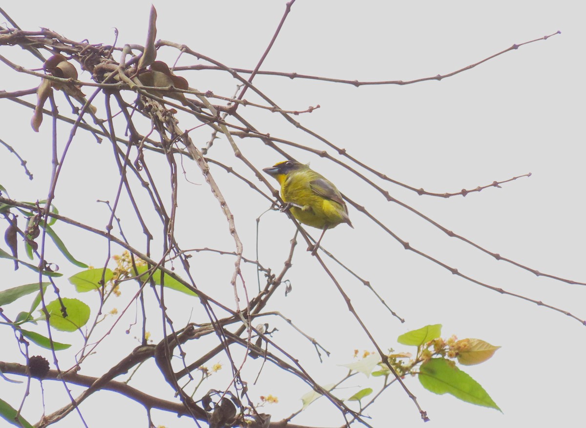 Thick-billed Euphonia - Gonzalo Millacet