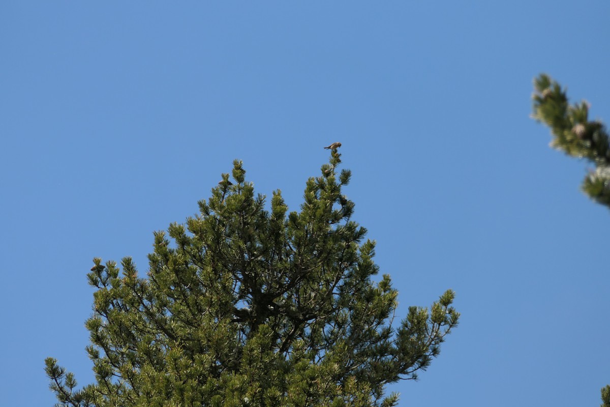 Red Crossbill - Krzysztof Dudzik-Górnicki