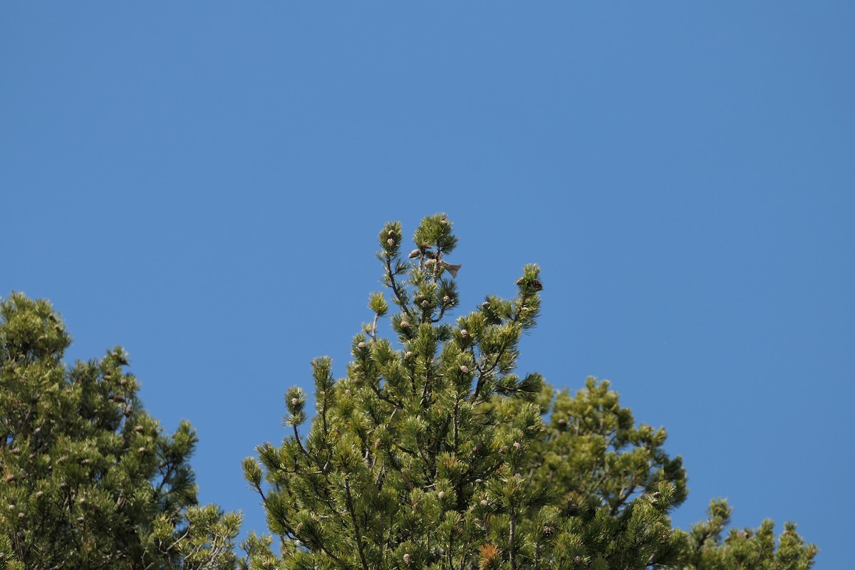 Red Crossbill - Krzysztof Dudzik-Górnicki