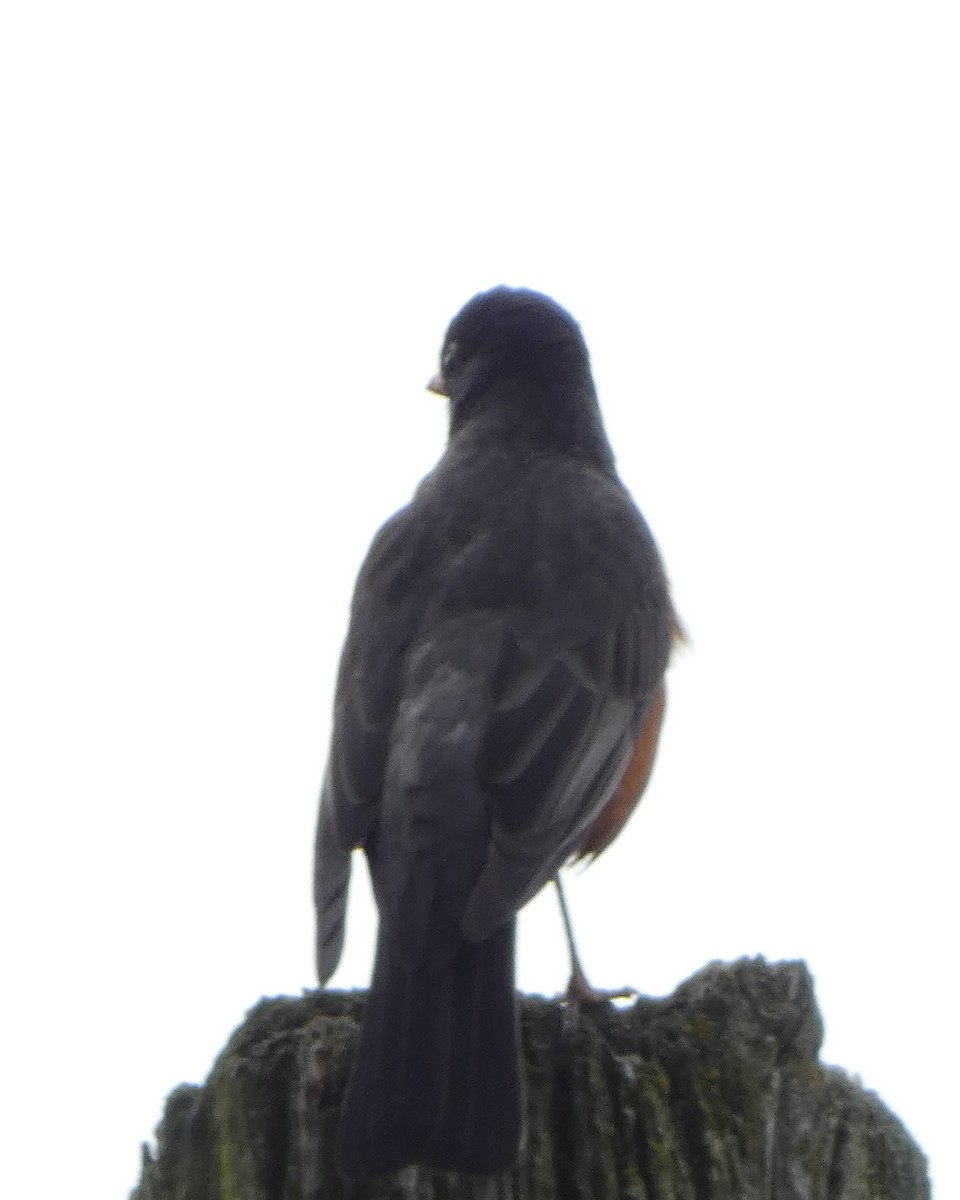 American Robin - Sarah Bowman