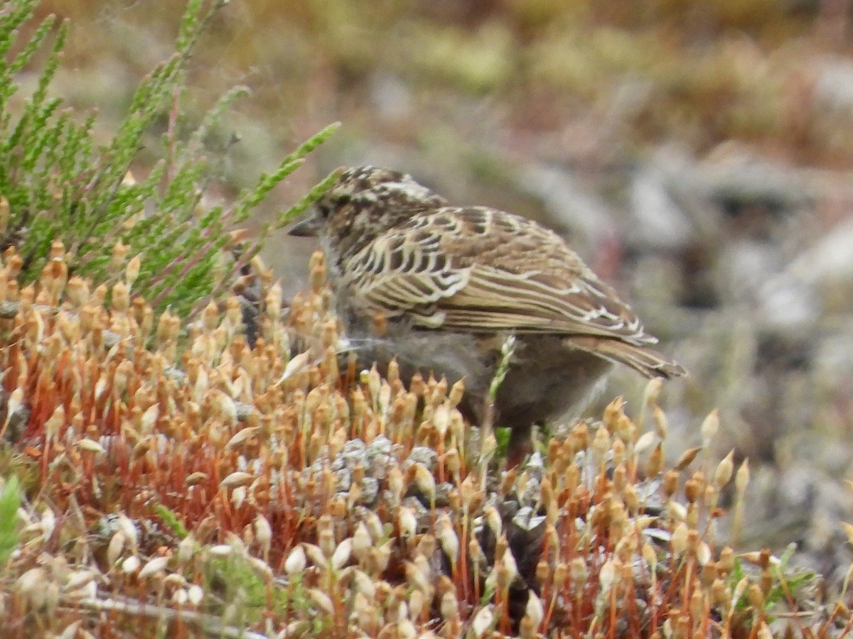 Wood Lark - stephen  carter