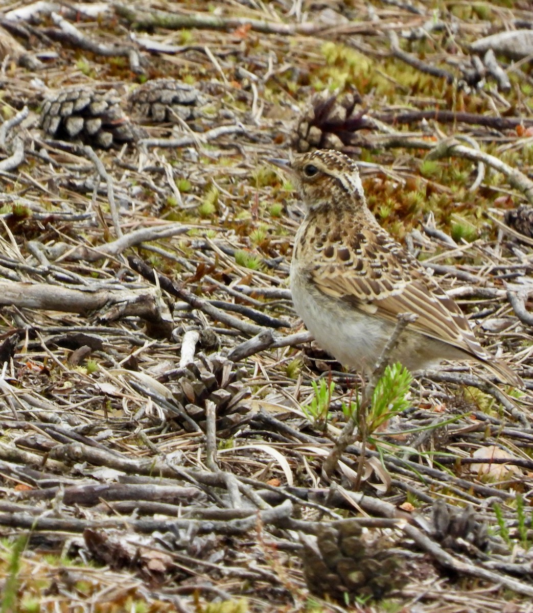 Wood Lark - stephen  carter