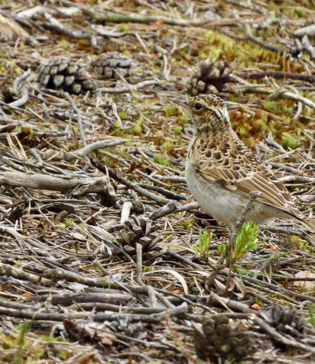 Wood Lark - stephen  carter