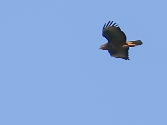 Common Buzzard - Muammer Ülker