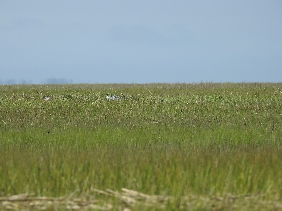 Forster's Tern - Laura Mae