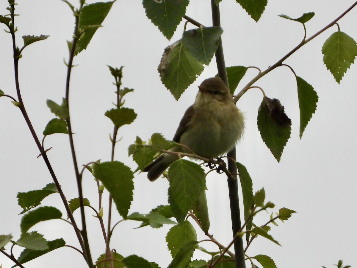 Willow Warbler - stephen  carter