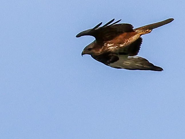 Common Buzzard - Muammer Ülker