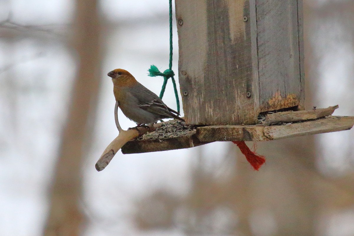 Pine Grosbeak - Juan Carlos Albero