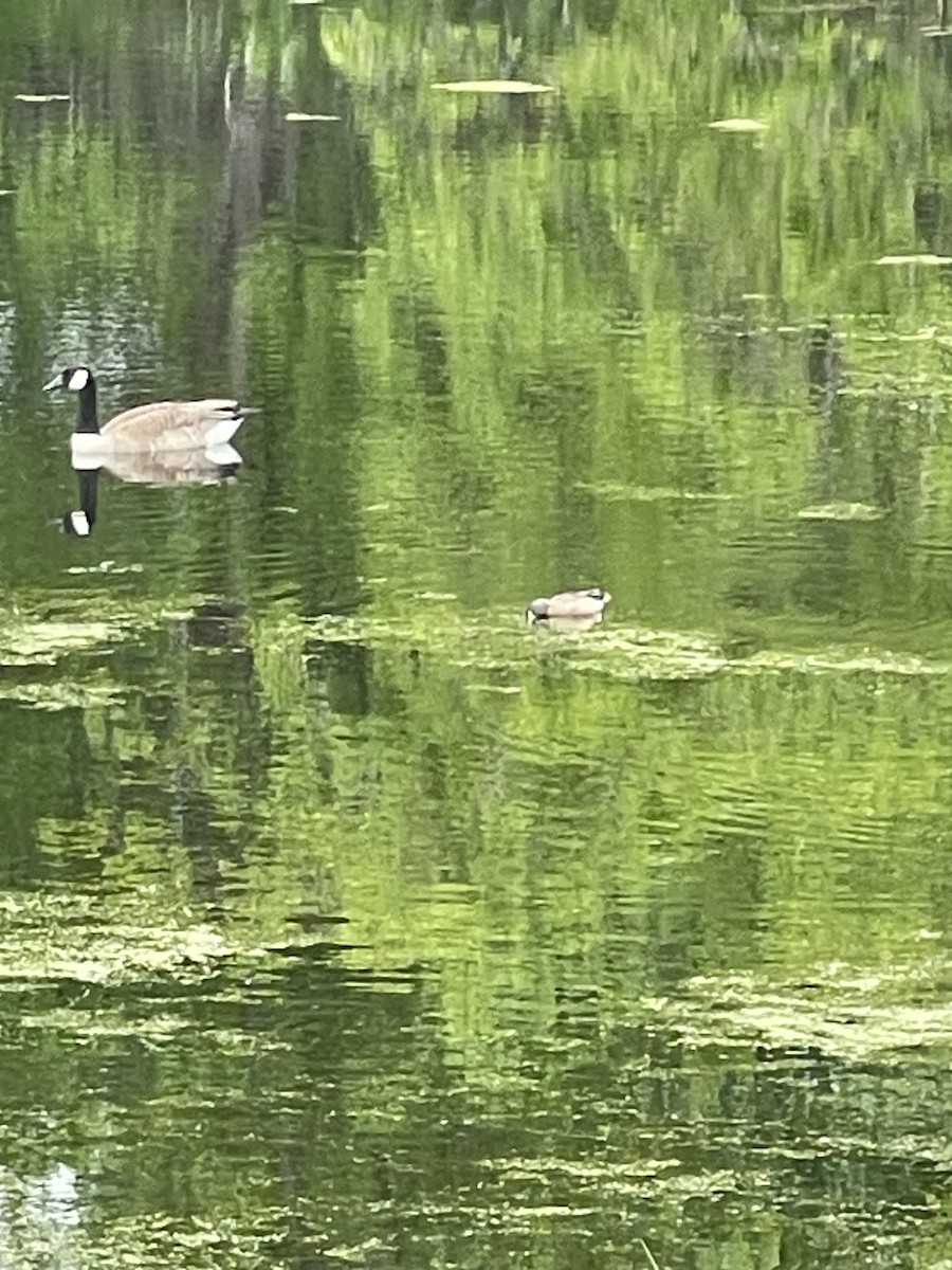 Blue-winged Teal - m freer