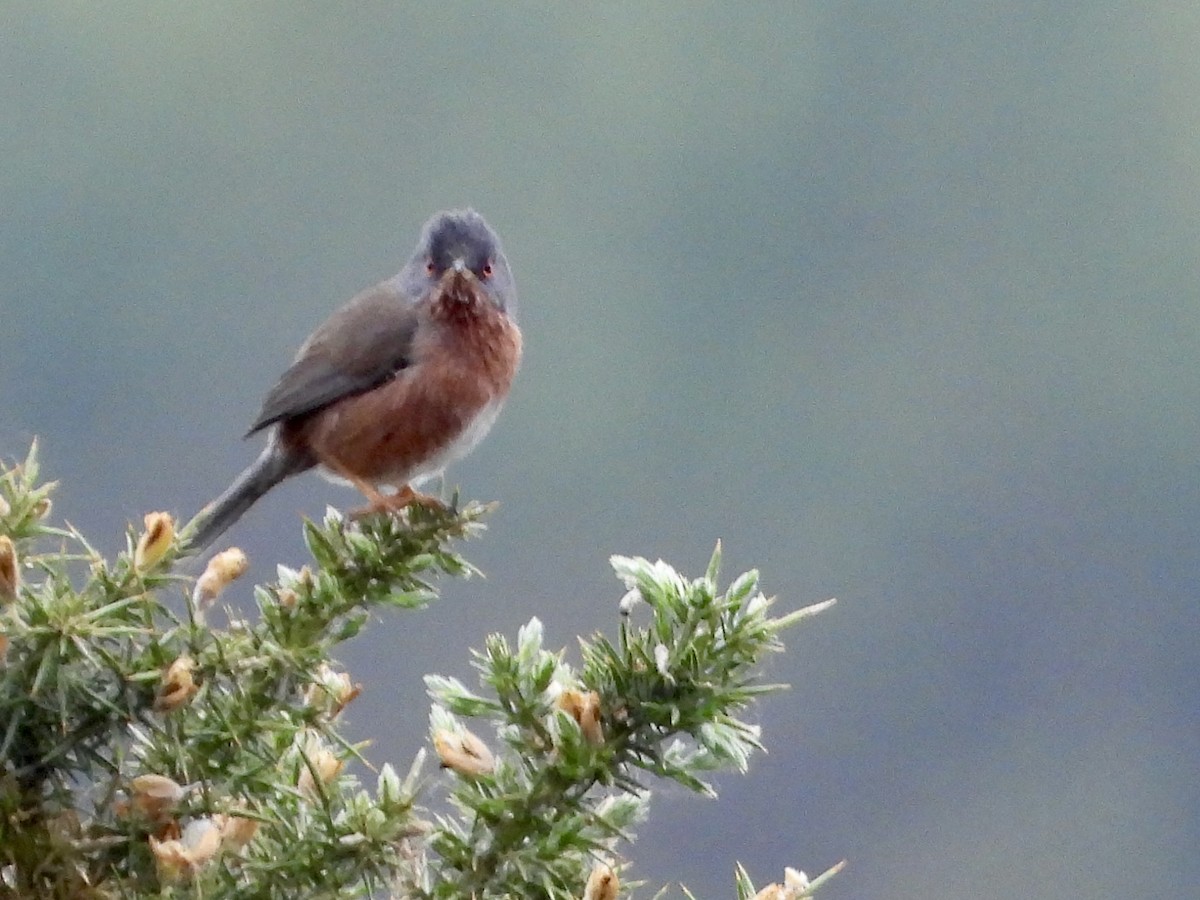 Dartford Warbler - stephen  carter