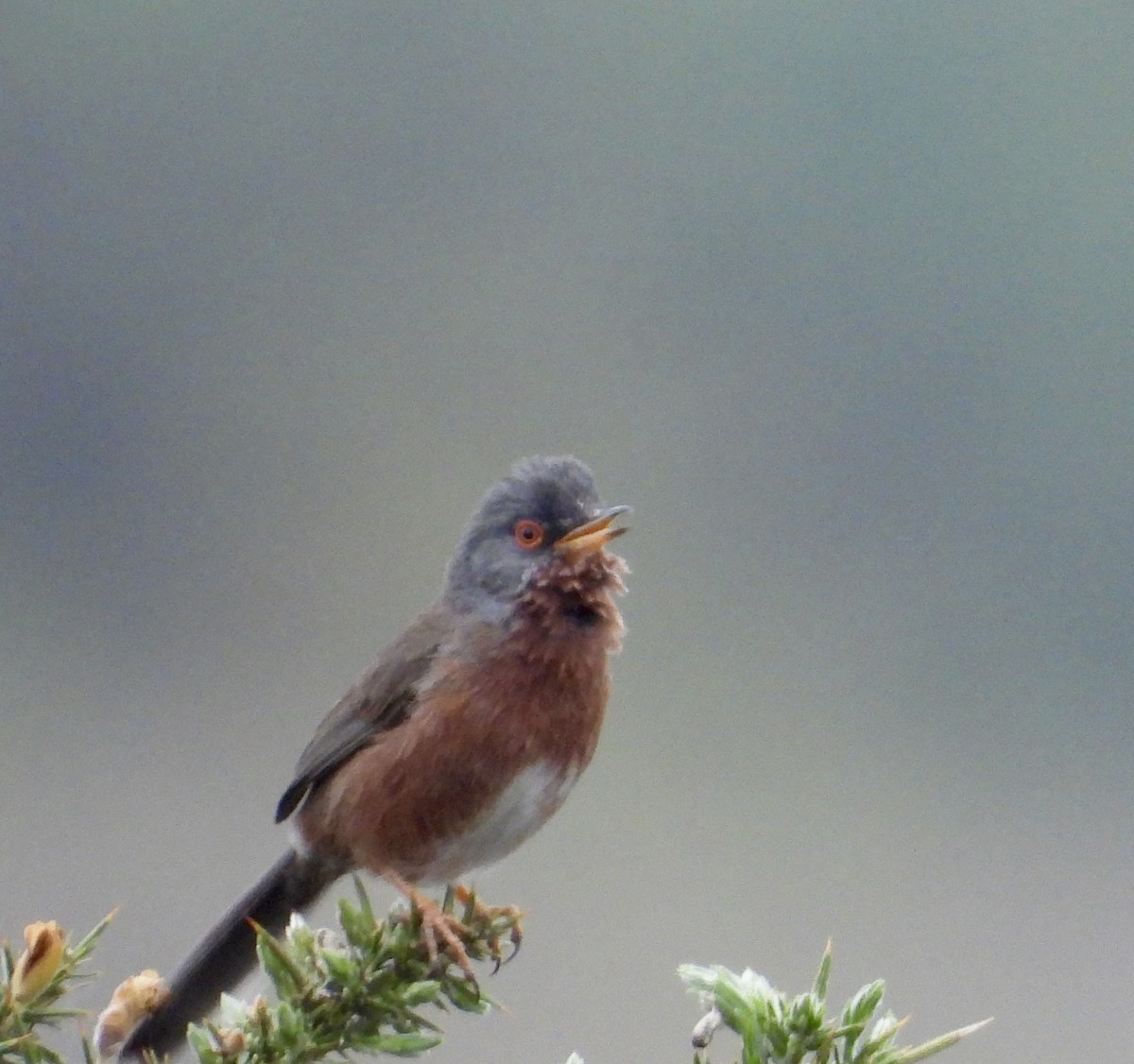 Dartford Warbler - stephen  carter