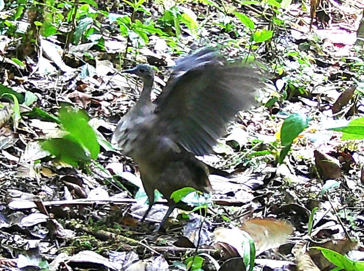 Great Tinamou - ML619406766