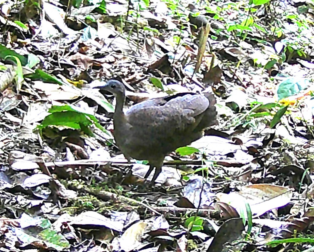 Great Tinamou - ML619406768