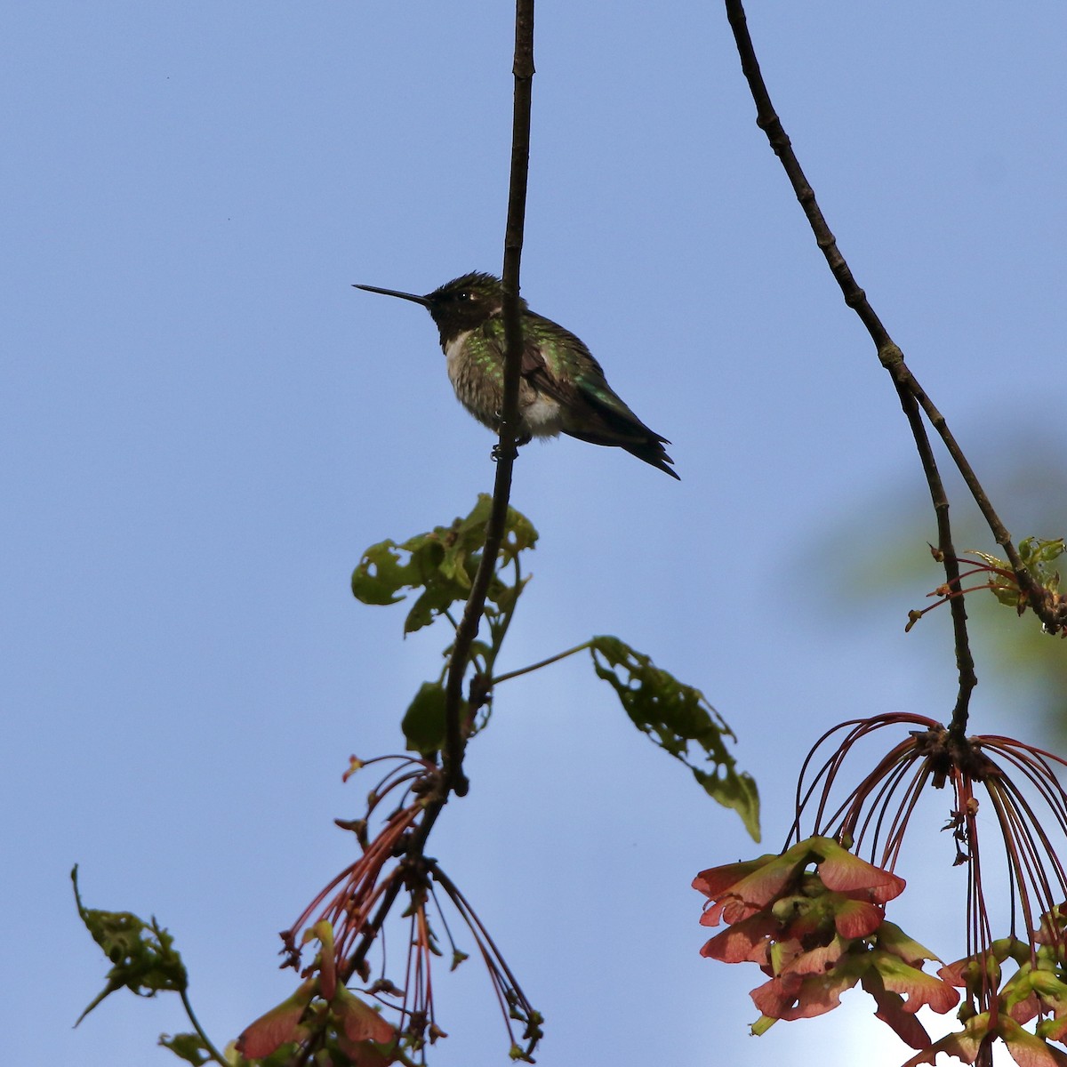 Ruby-throated Hummingbird - Nancy Villone