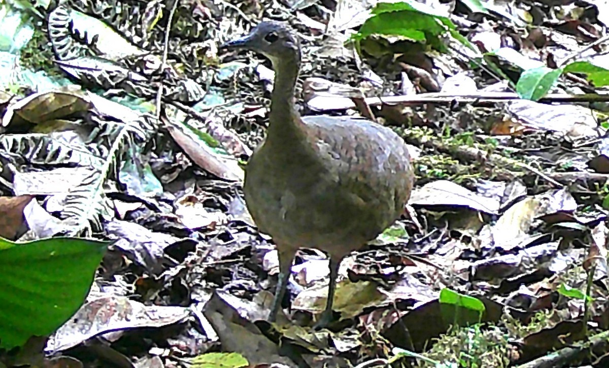 Great Tinamou - ML619406770