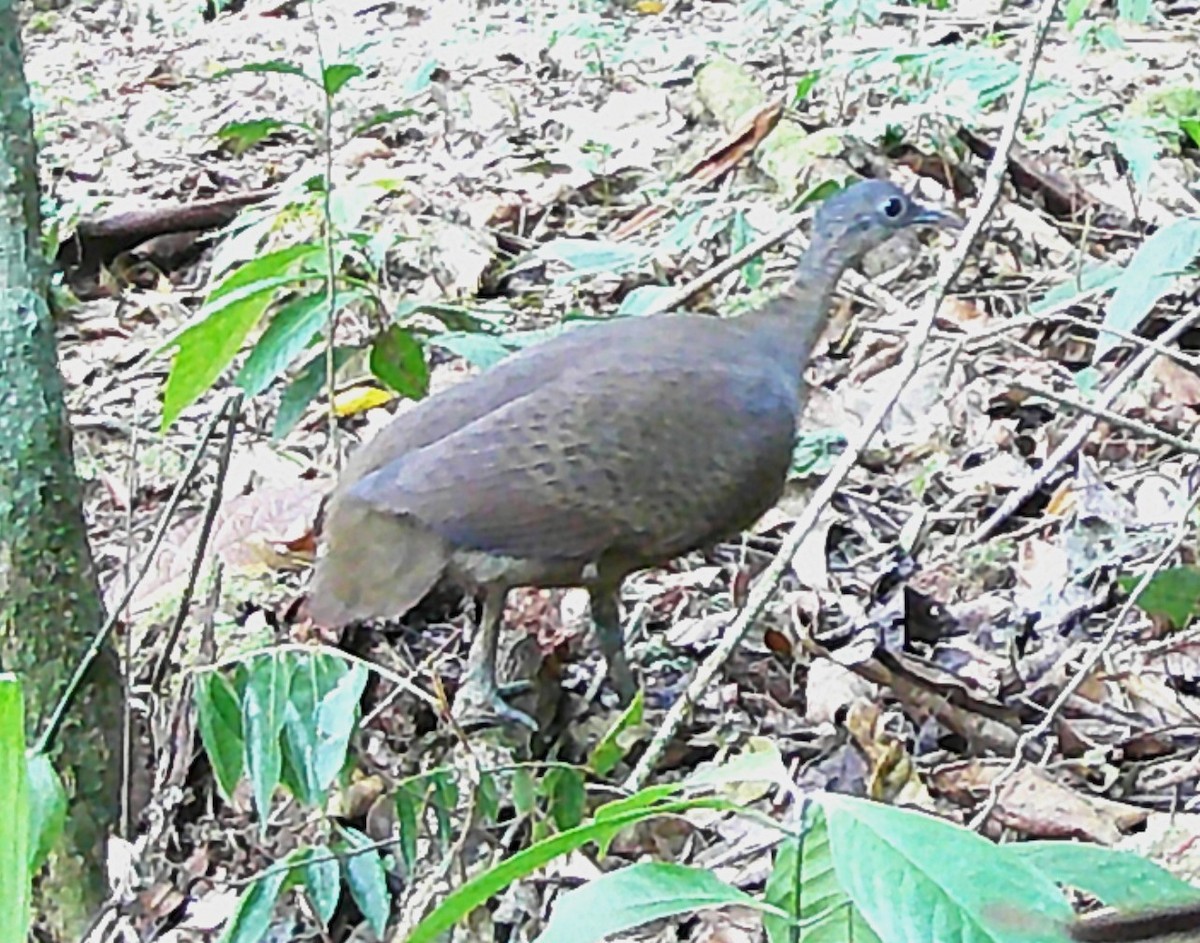 Great Tinamou - ML619406773