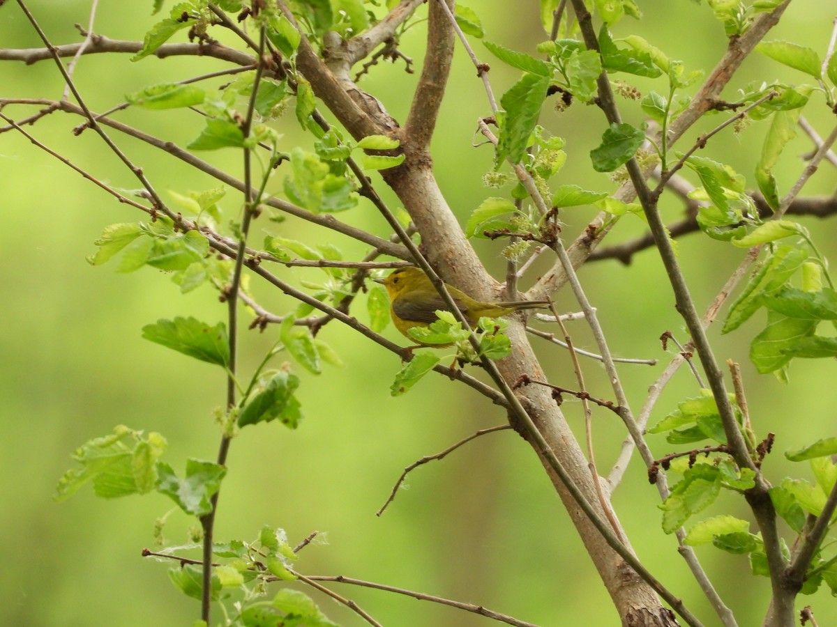 Wilson's Warbler - Monica Rose