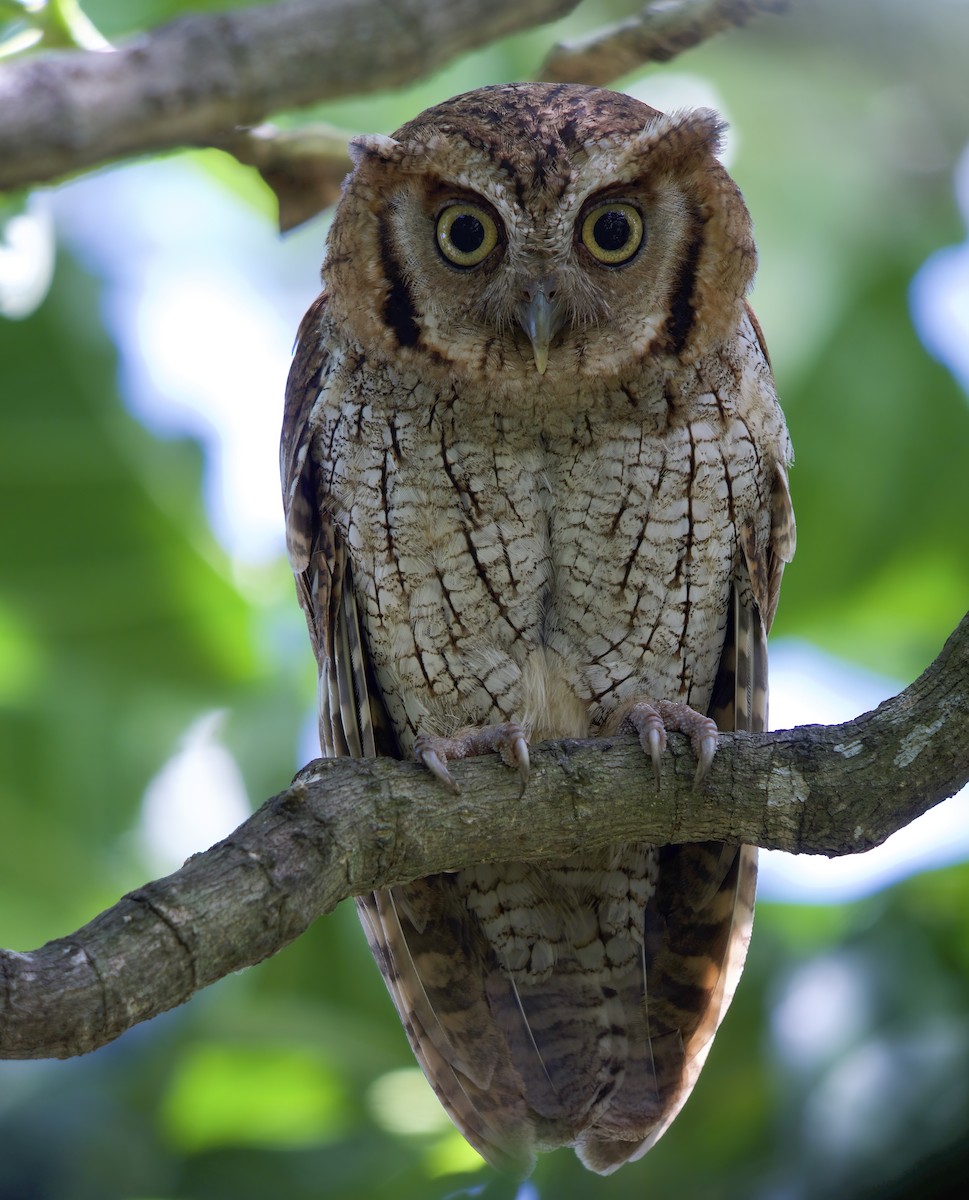 Tropical Screech-Owl - Wayne Gillatt