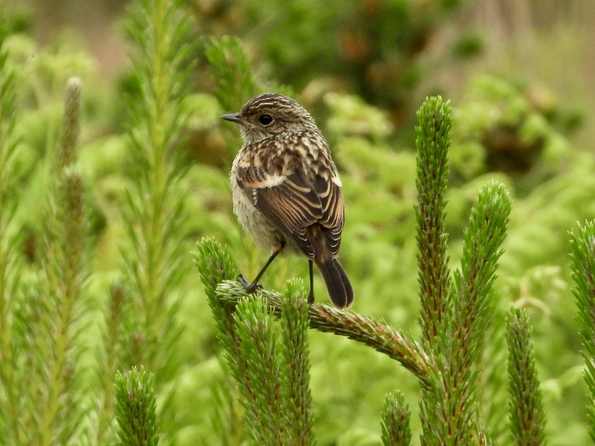 European Stonechat - stephen  carter