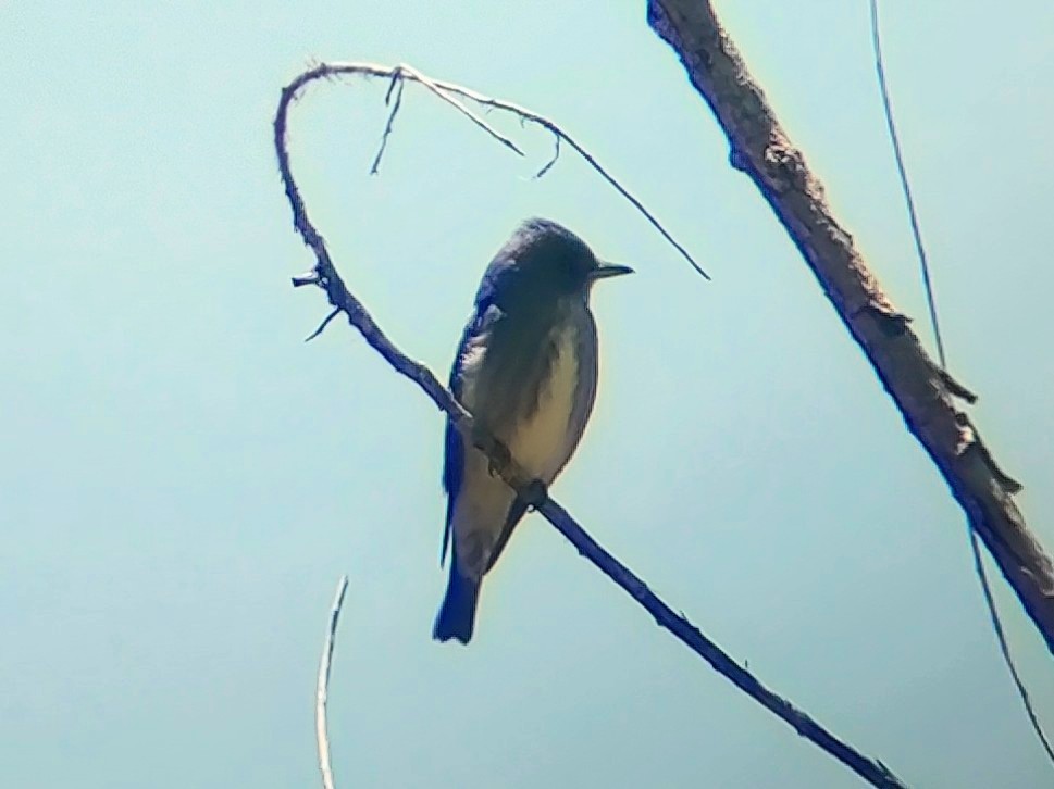 Olive-sided Flycatcher - Daxton Bryce