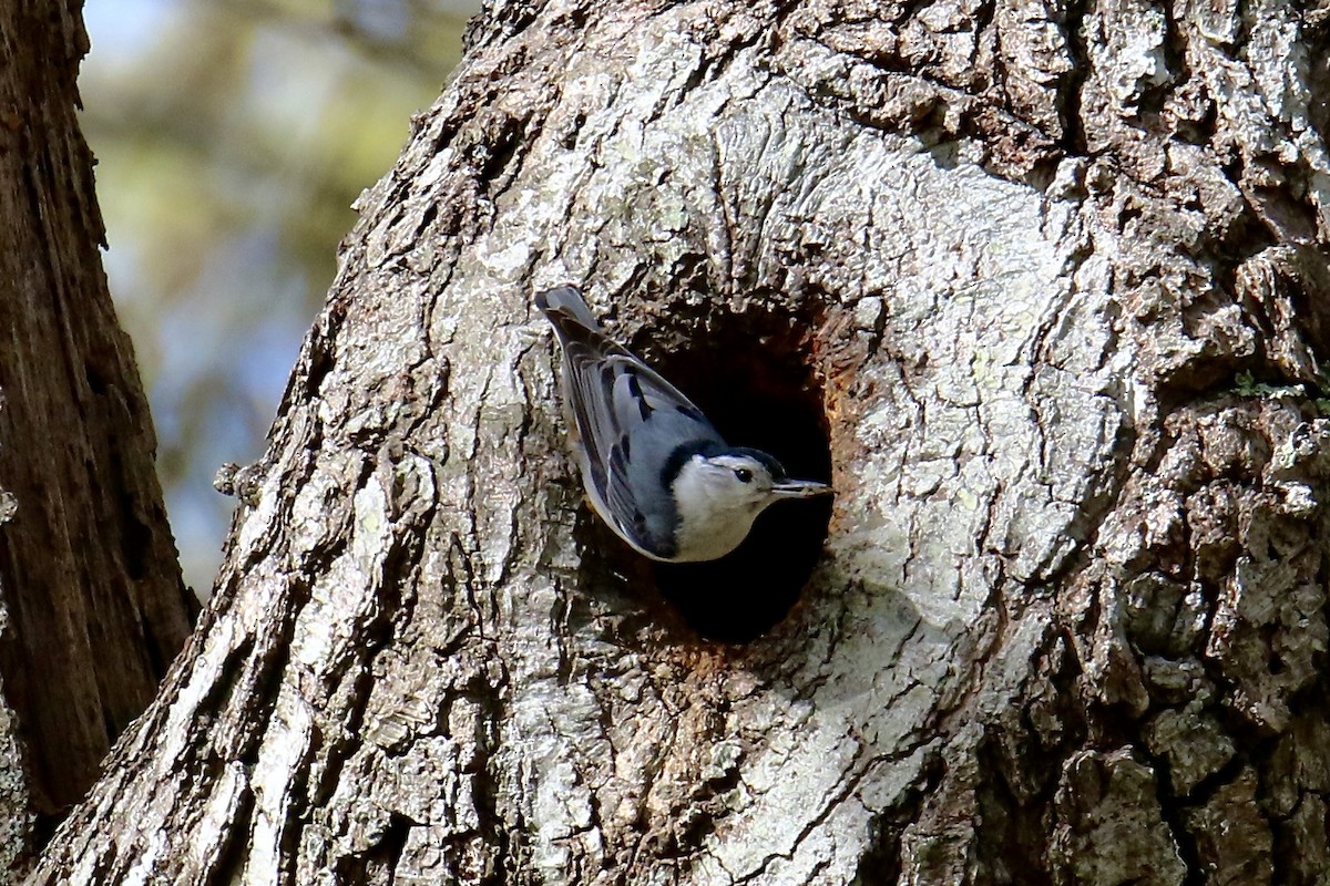 White-breasted Nuthatch (Eastern) - Nancy Villone