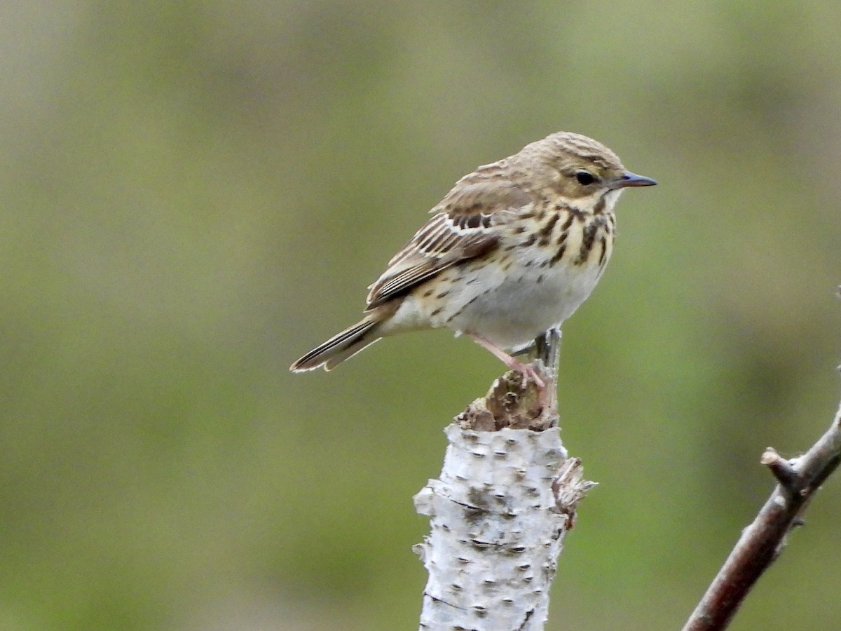 Tree Pipit - stephen  carter