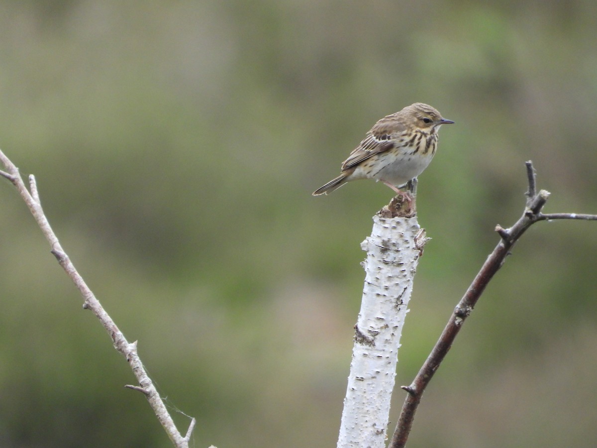 Tree Pipit - stephen  carter