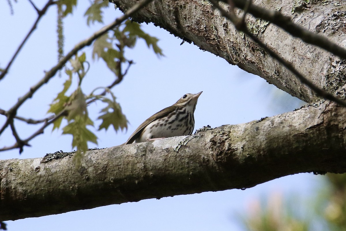 Ovenbird - Nancy Villone