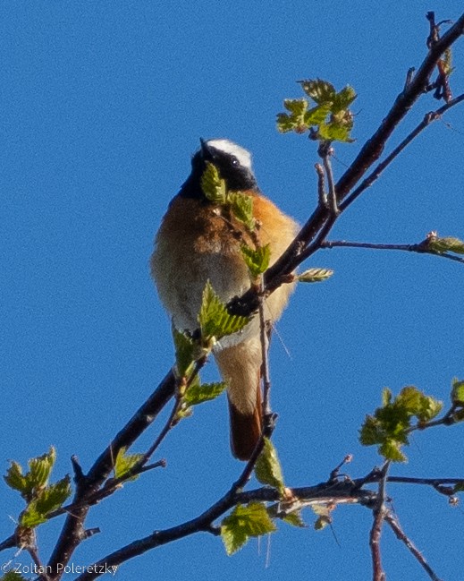 Common Redstart - Zoltan Poleretzky