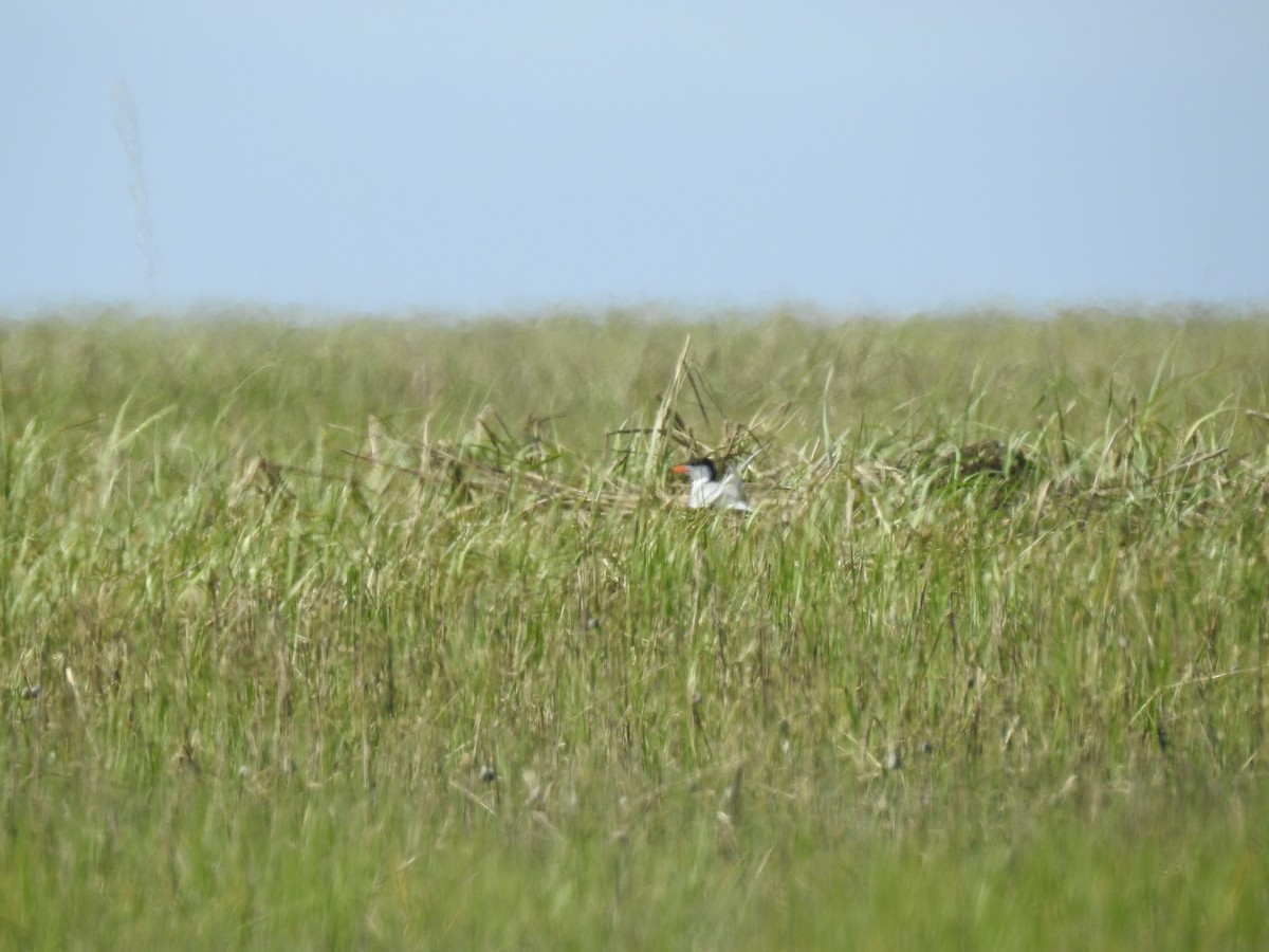 Forster's Tern - Laura Mae