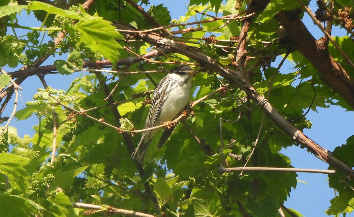 Blackpoll Warbler - ML619406809