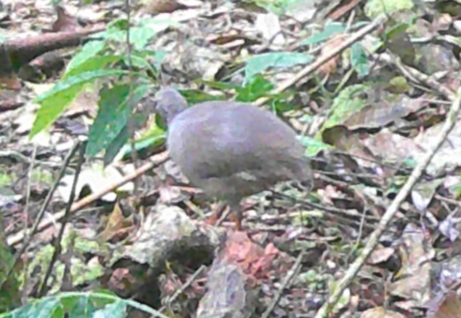 Slaty-breasted Tinamou - ML619406811