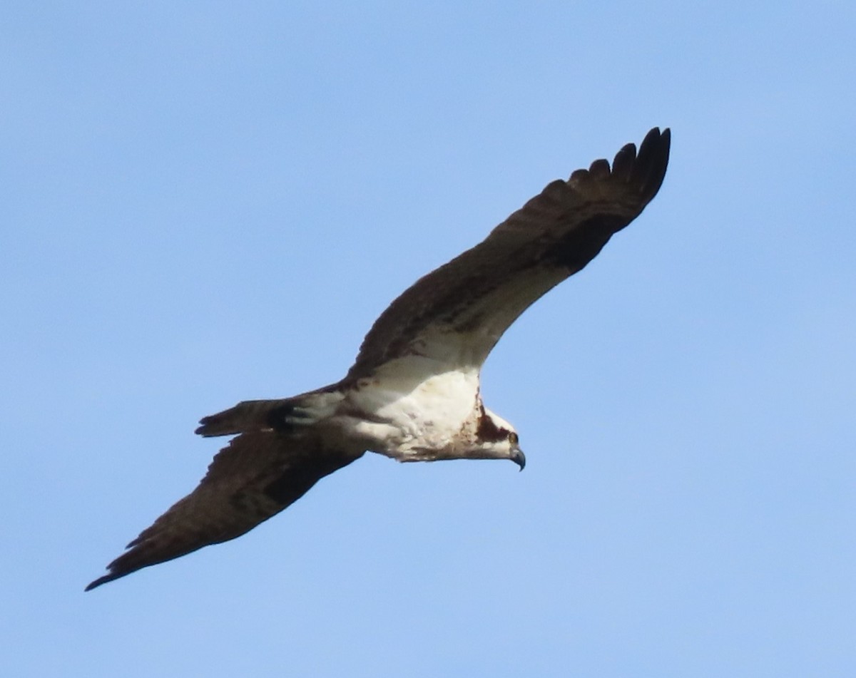 Osprey - BEN BAILEY