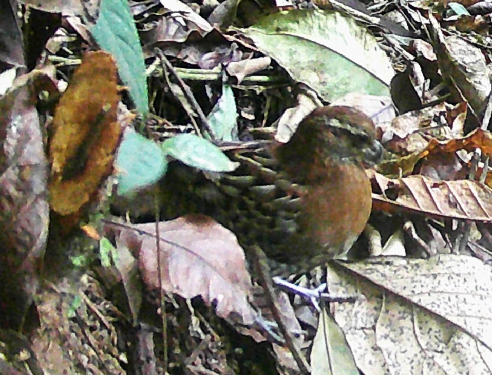 new world quail sp. - ML619406831