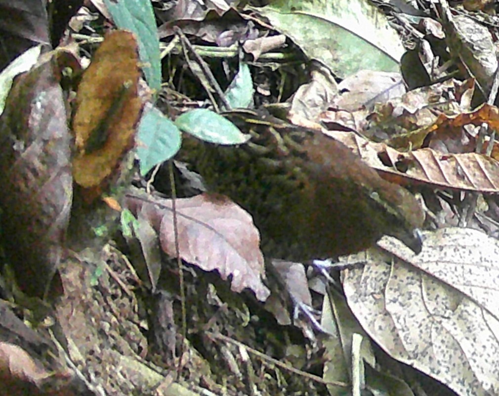 new world quail sp. - ML619406832