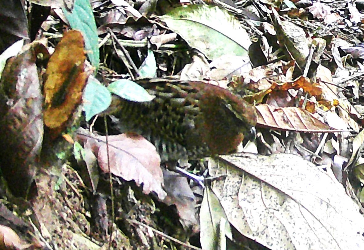 new world quail sp. - ML619406833