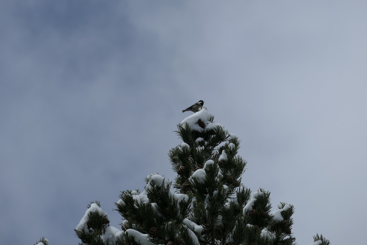 Coal Tit - Krzysztof Dudzik-Górnicki