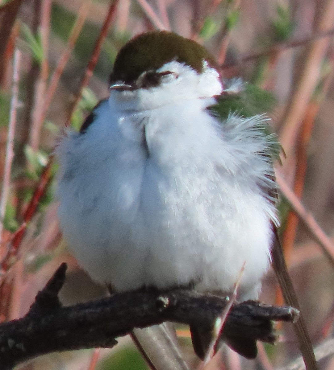 Violet-green Swallow - BEN BAILEY