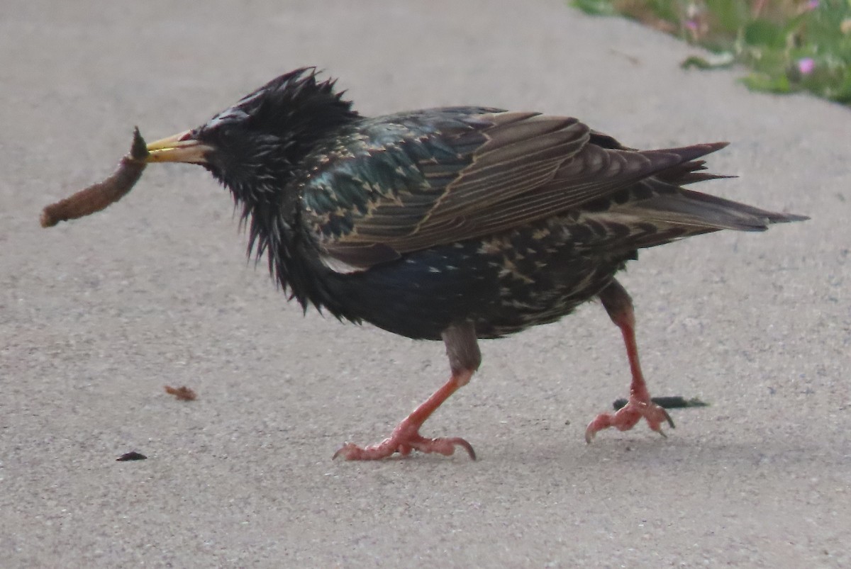 European Starling - BEN BAILEY