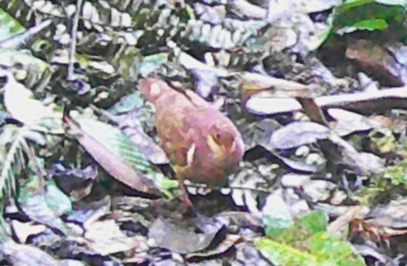 Ruddy Quail-Dove - ML619406876