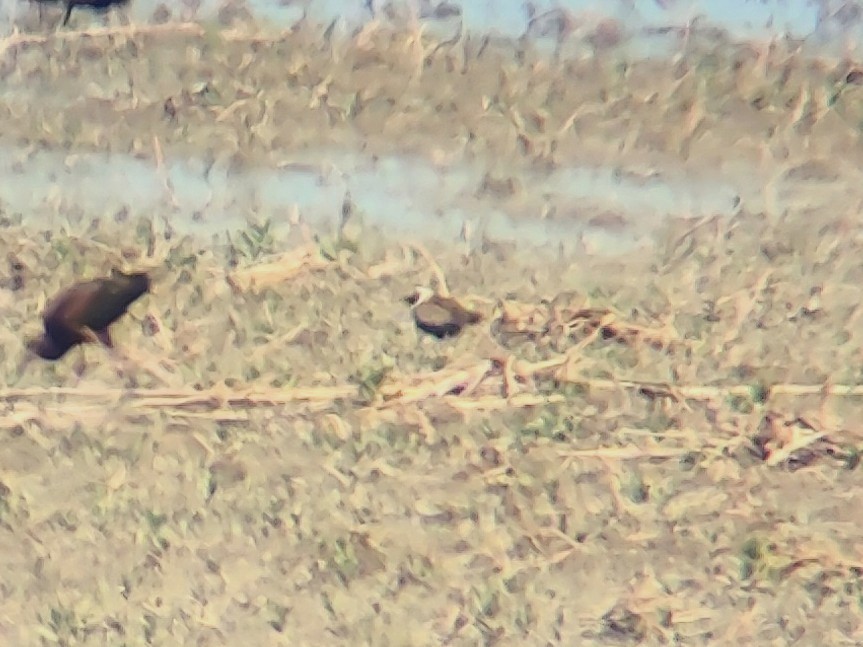 American Golden-Plover - Daxton Bryce